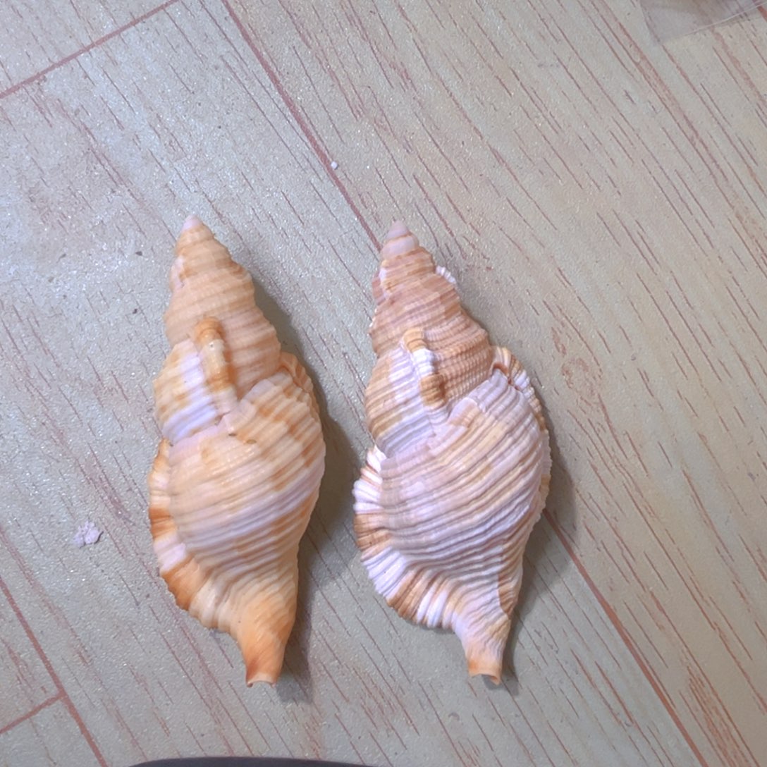 大理石磁石玉***石天然贝壳海螺批发零售