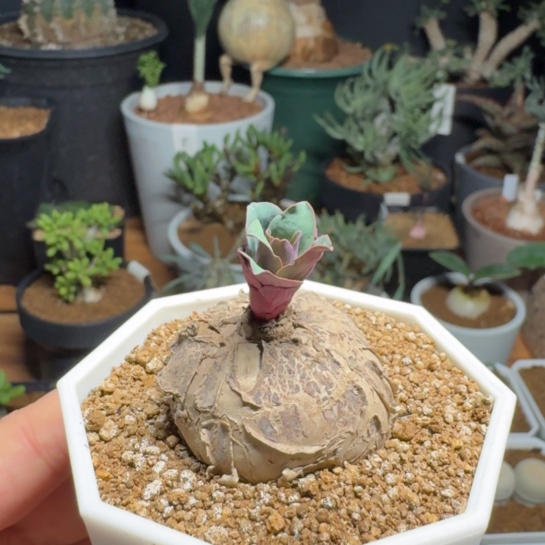 玫瑰大戟一物一拍