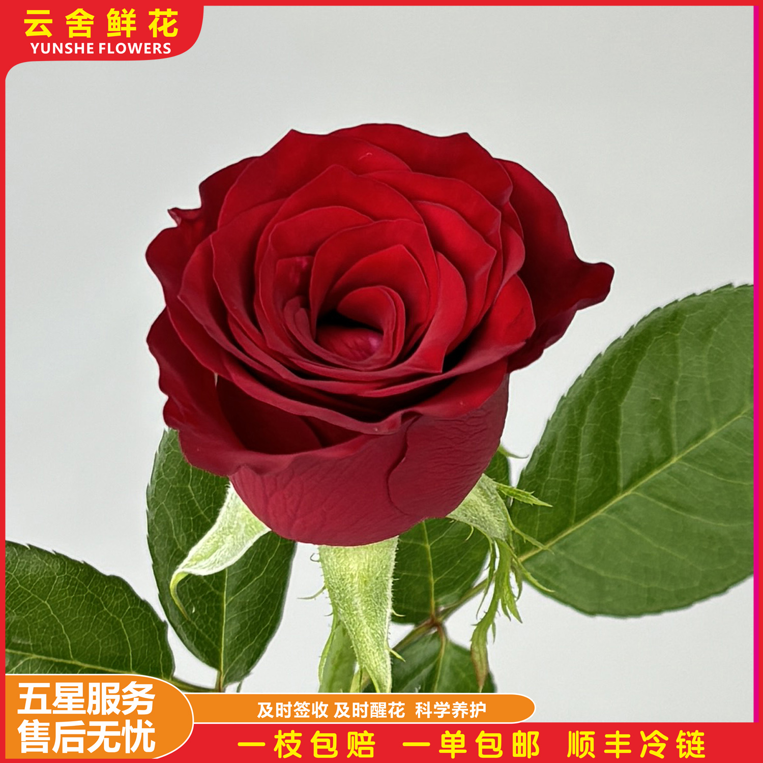高原红单头玫瑰-云舍鲜花卉鲜切花材20支昆明基地发顺丰冷链包邮