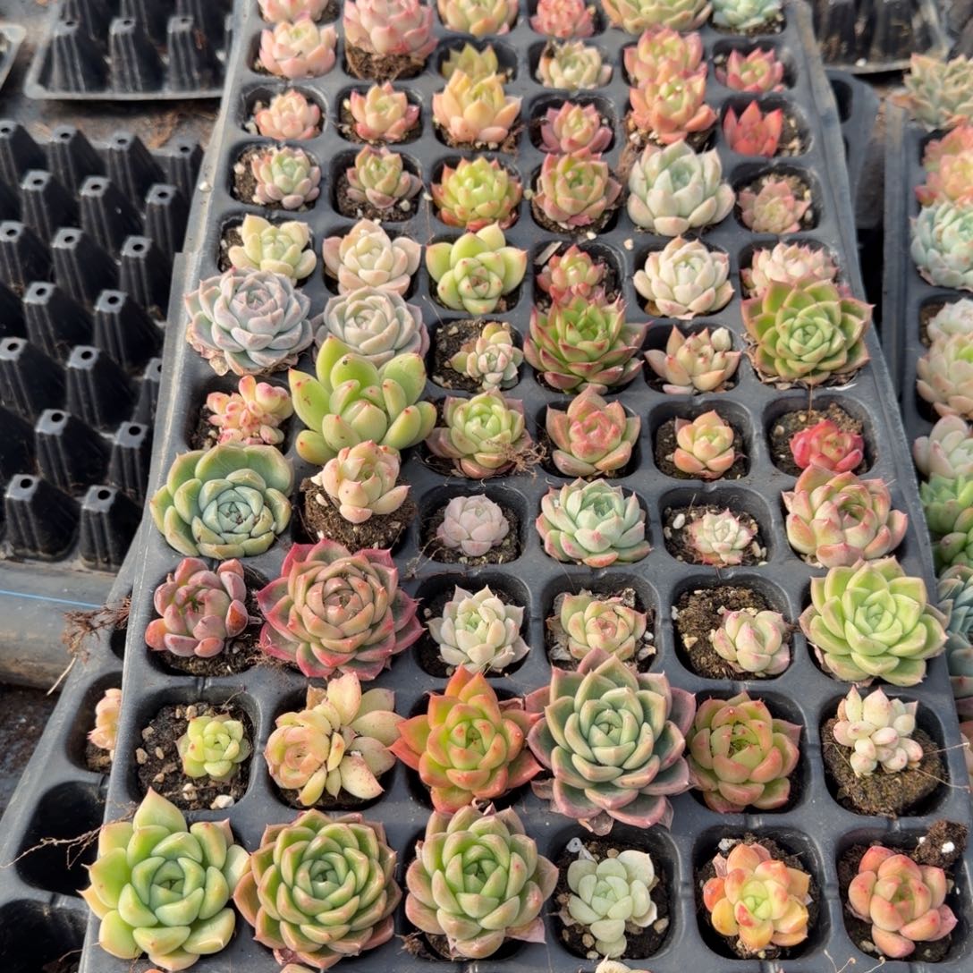 27-4宽叶麦秆一盘量拍发货左四