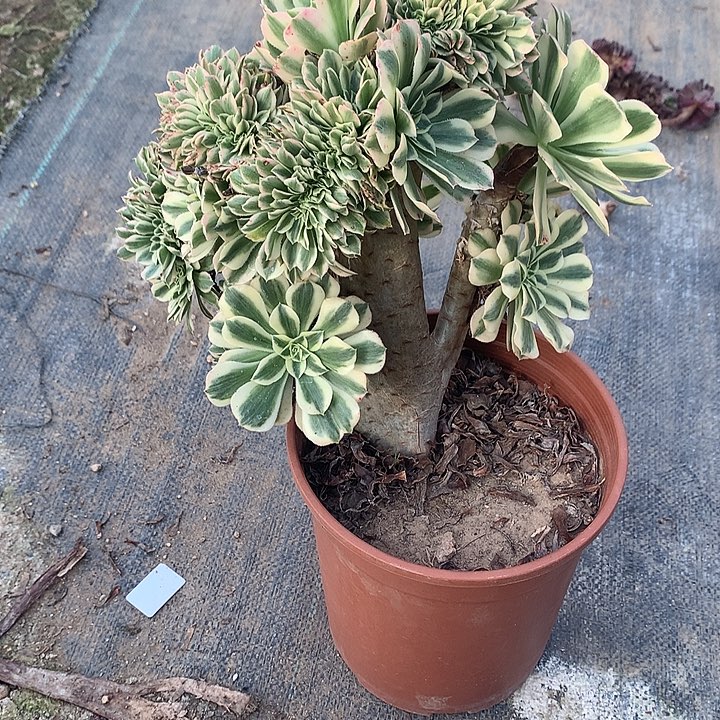 燕***飞295迈巴赫一颗一体化