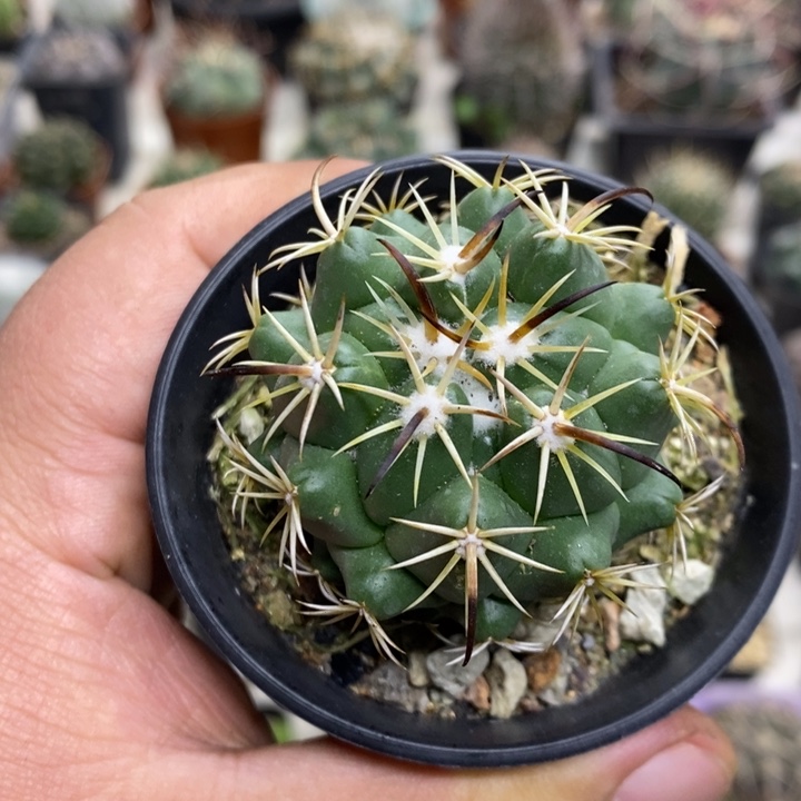 实生钢钉特价福利