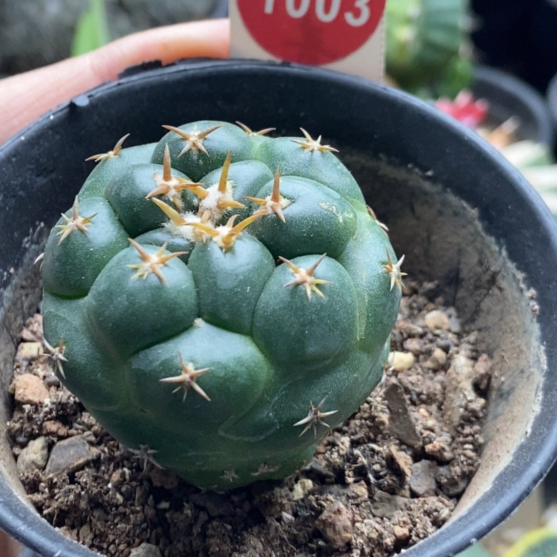 实生獠牙4cm一棵仙人球