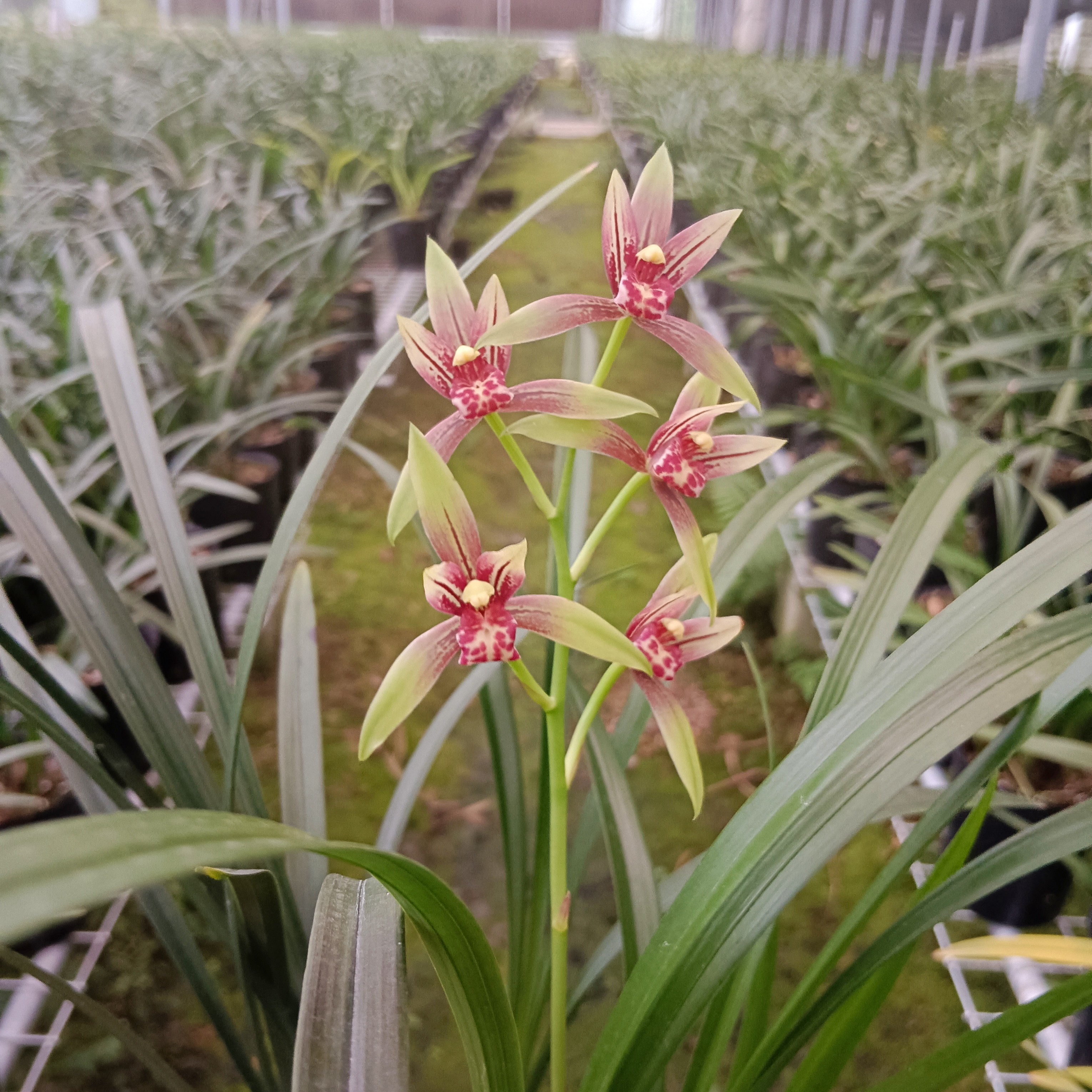 建兰小国魂兰花苗室内好养活绿植花卉盆栽我的最爱