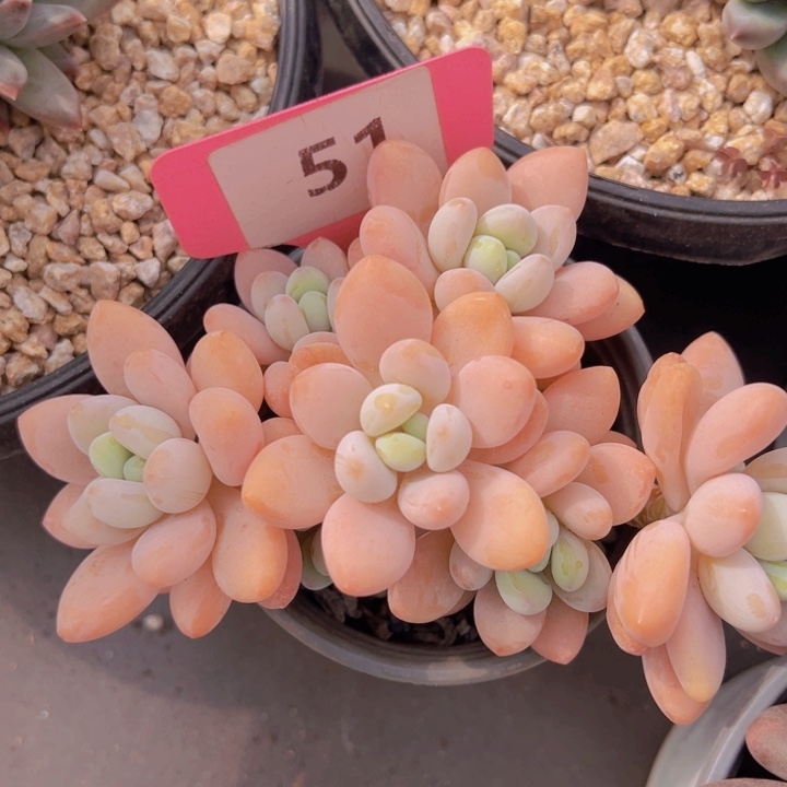 健健康康平平安安