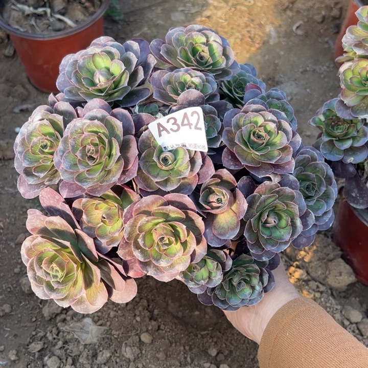 魅金多肉植物342.