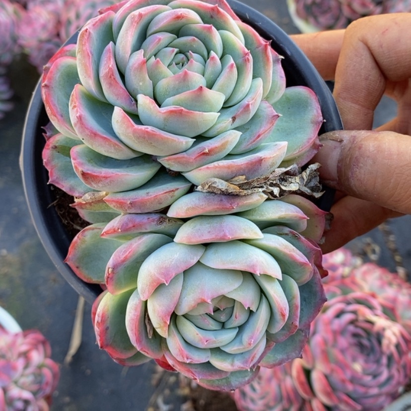 【闪购商品】是**吖多肉植物