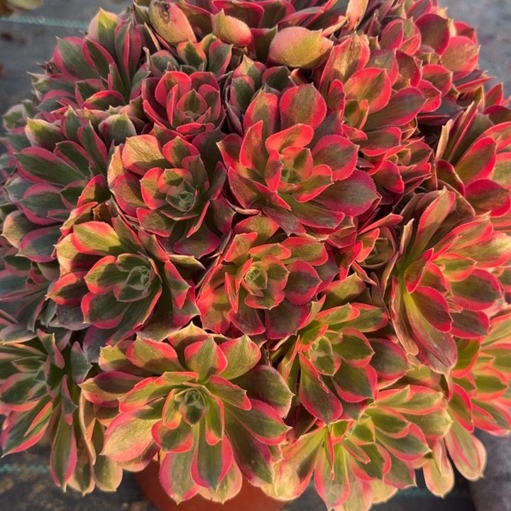 七彩石多肉法师不包损37