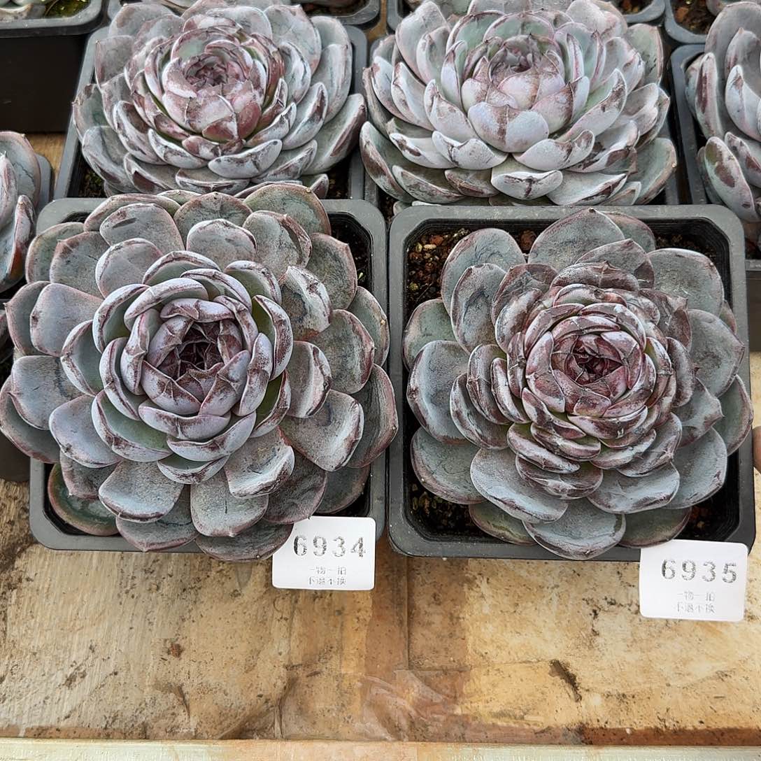 嵐***嵐6934 6935号黑橙单头多肉