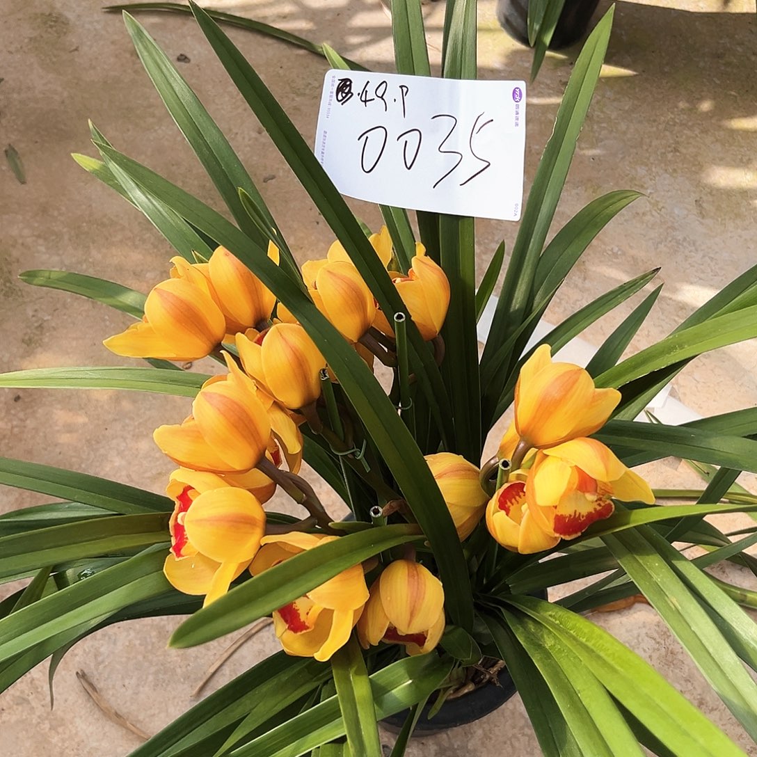 当前无花栽培后可以开花金元宝