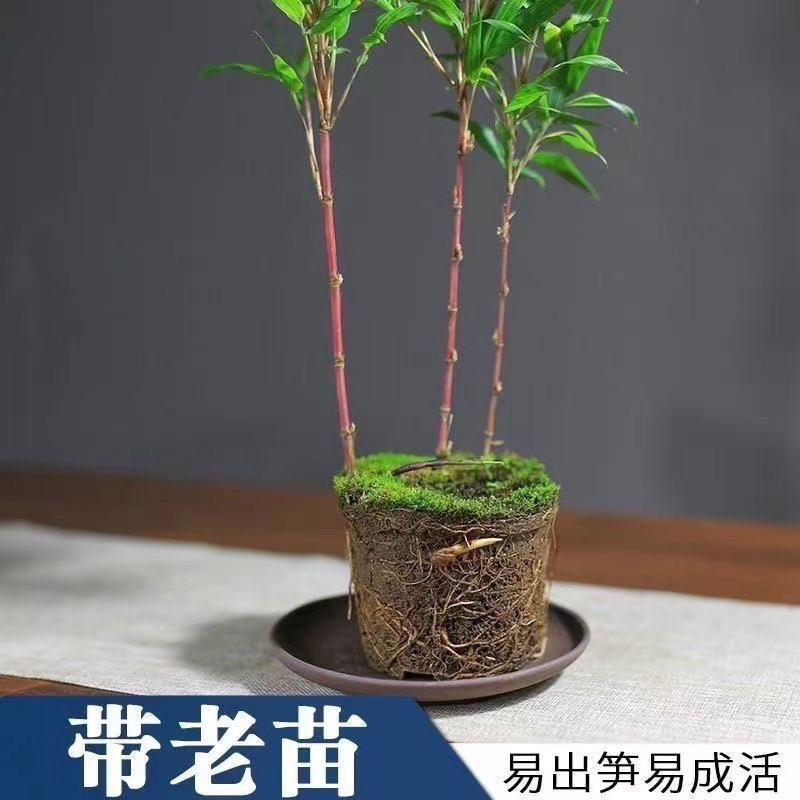 红寒竹室内盆栽耐寒植物客厅阳台绿植高雅美观造景