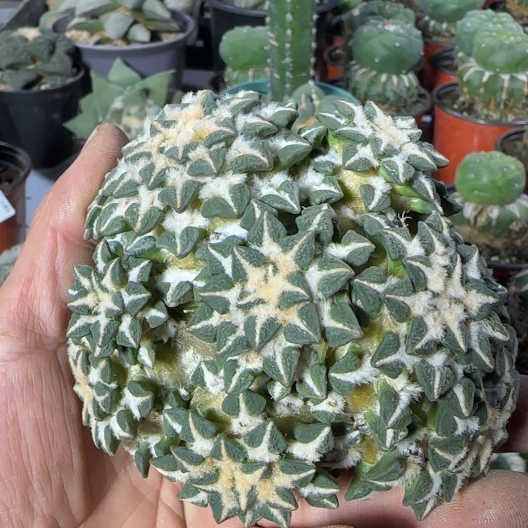 【闪购商品】落地大黑群666