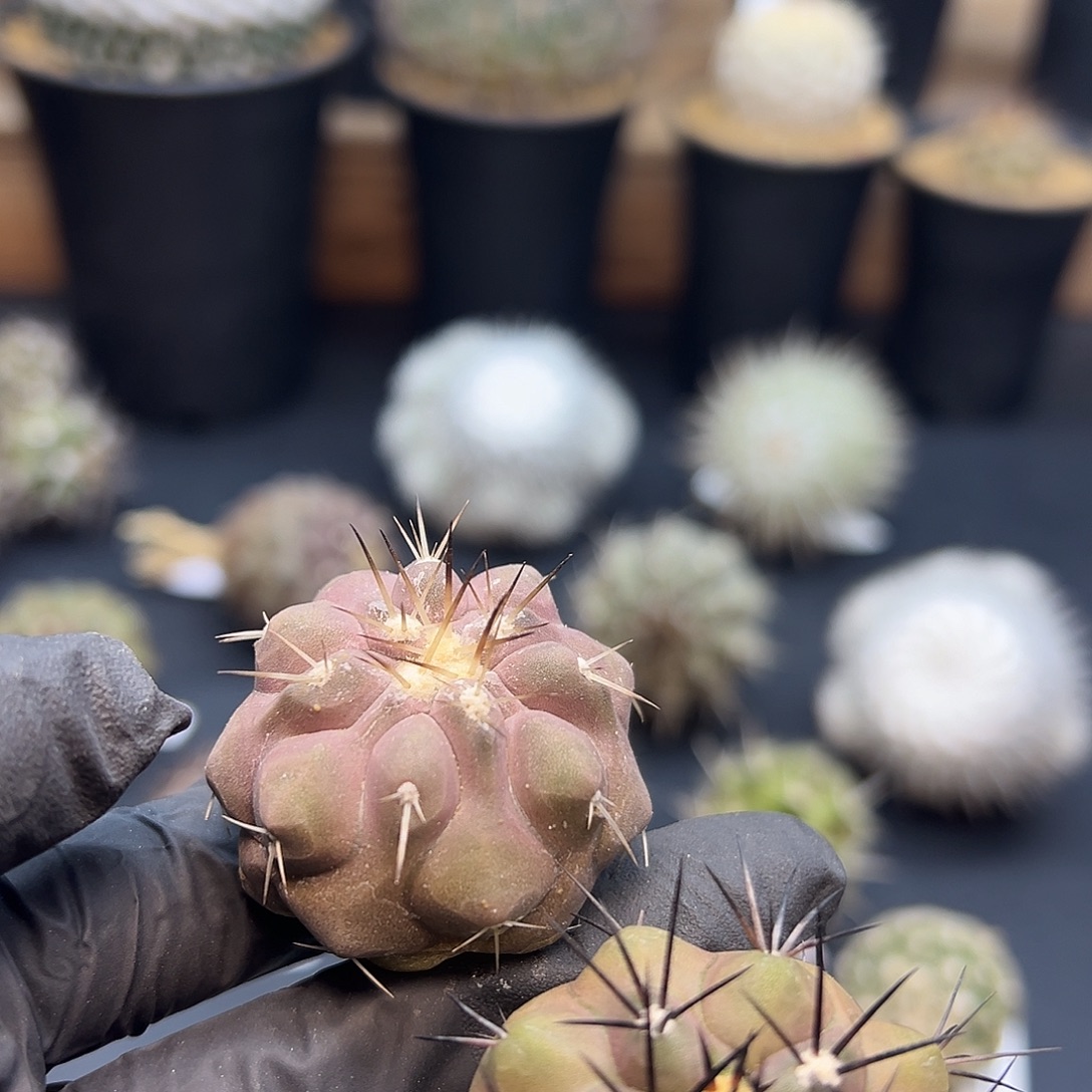 两个黑王实生专拍