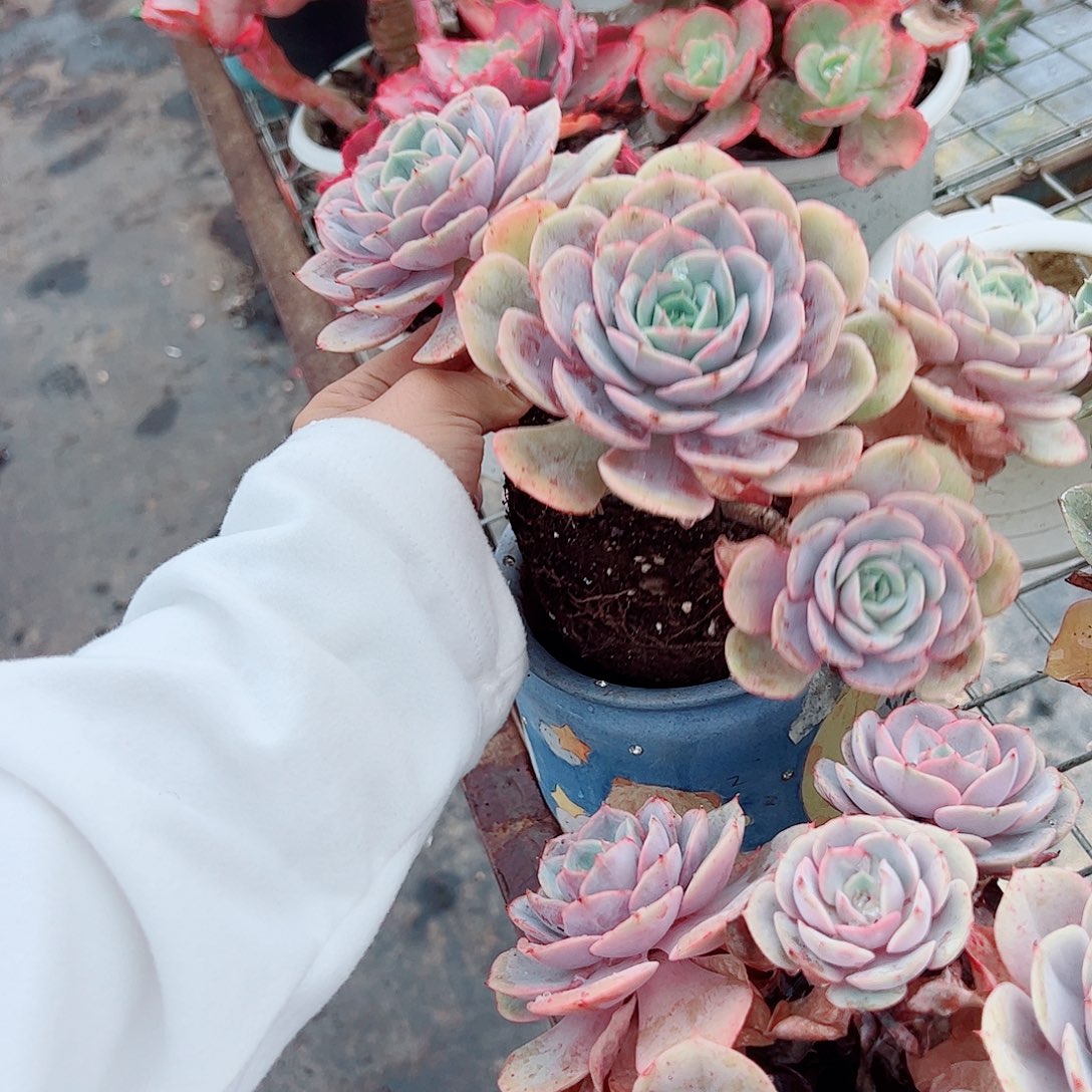 蓝色苍鹭多头群生老桩特价