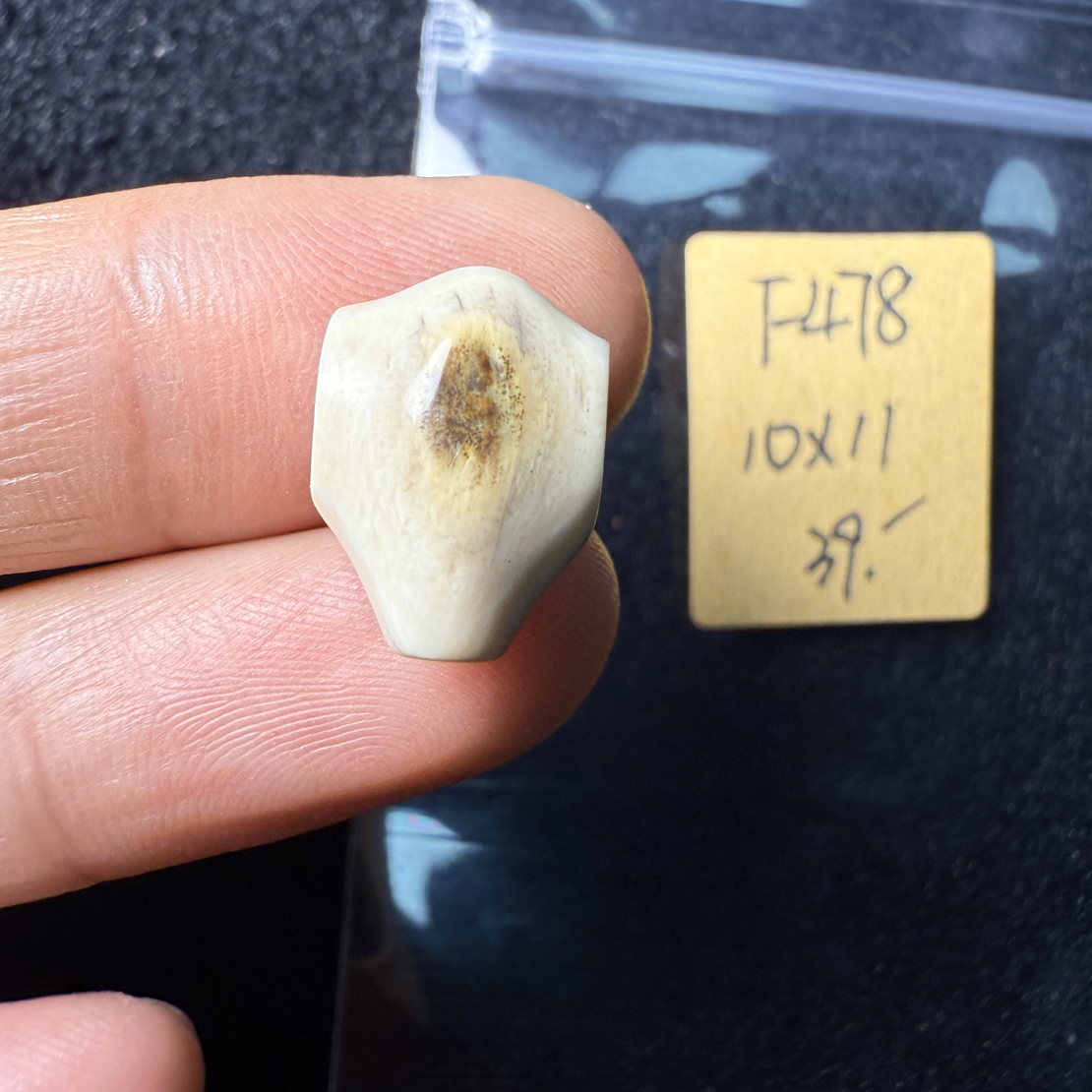 F478猛犸象牙鲨鱼背三通尺寸11*10mm果冻料