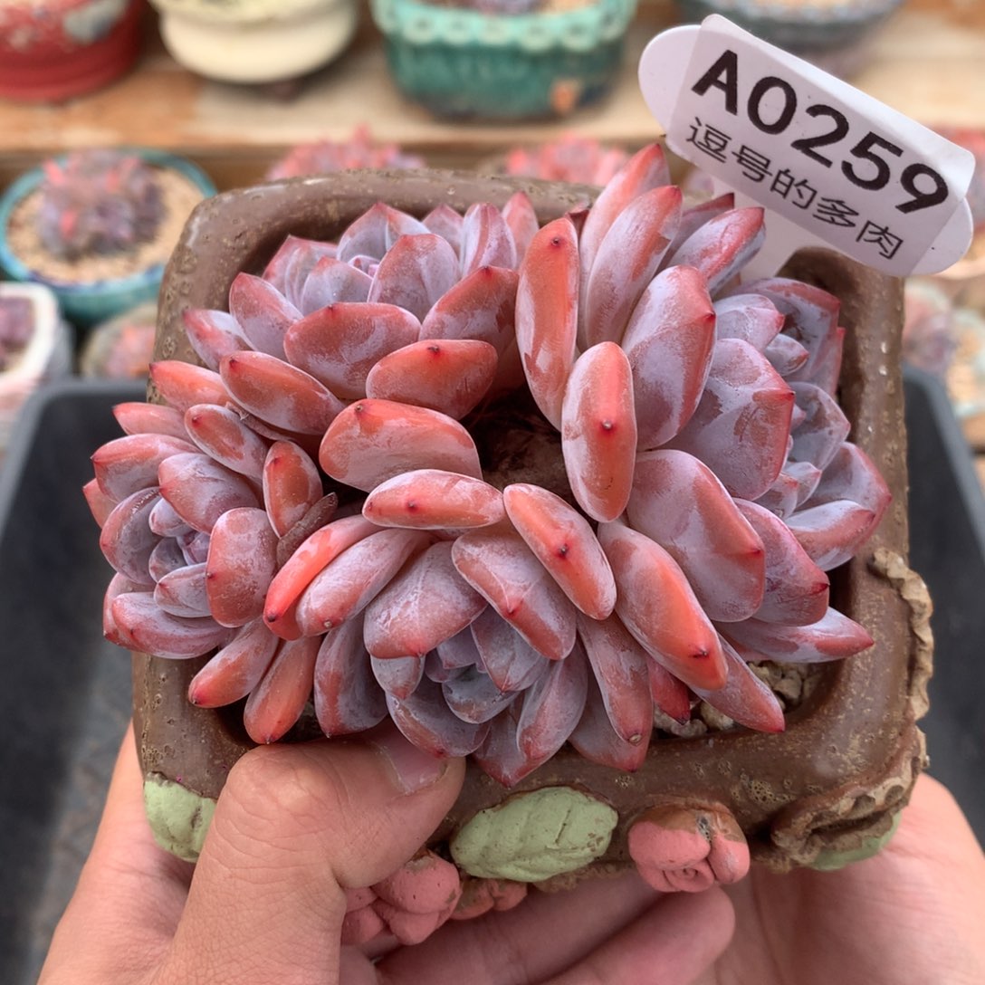A0259 雪天使老桩 自然群 10cm