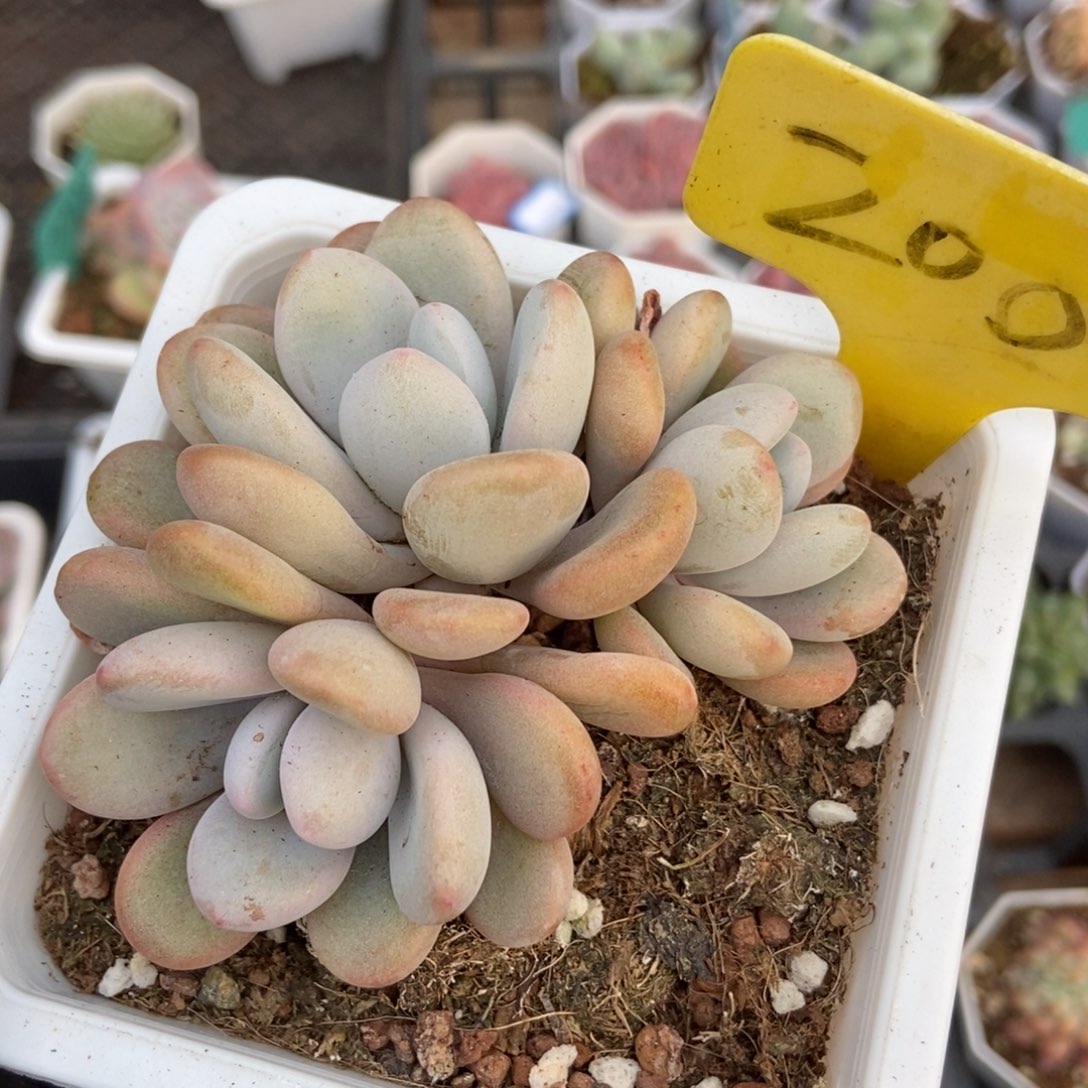 2000粉兔多肉植物保护