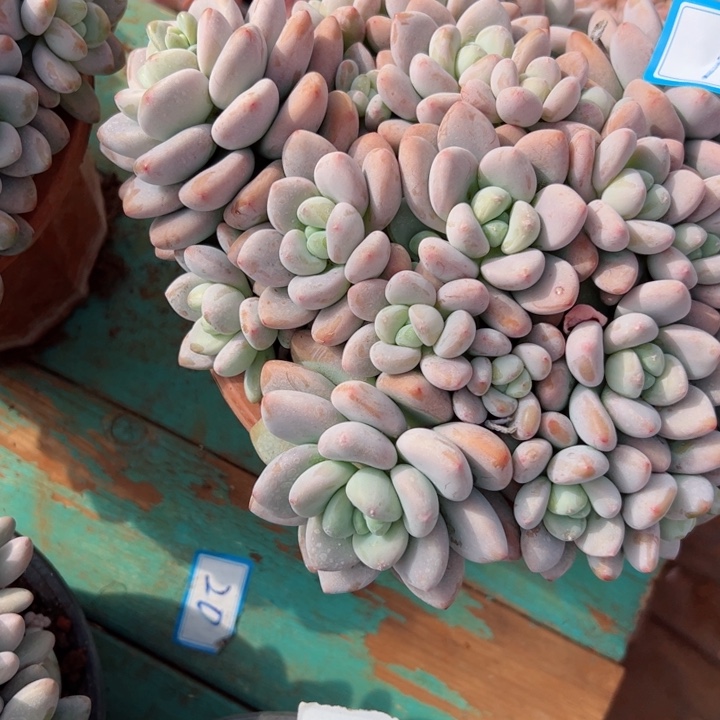 18洛神平平安安健健康康