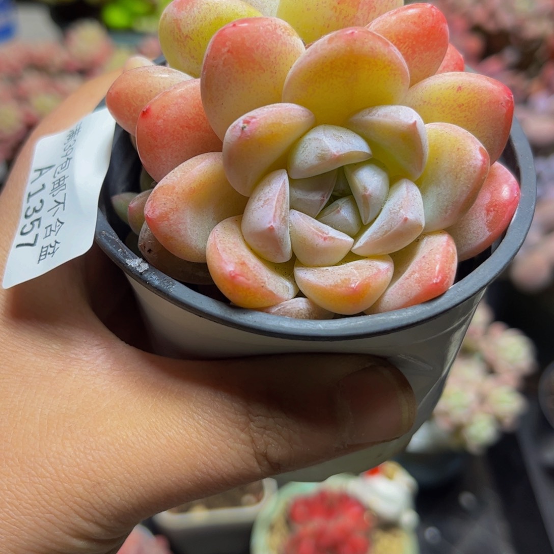 1357冰冰（双头）8厘米多肉