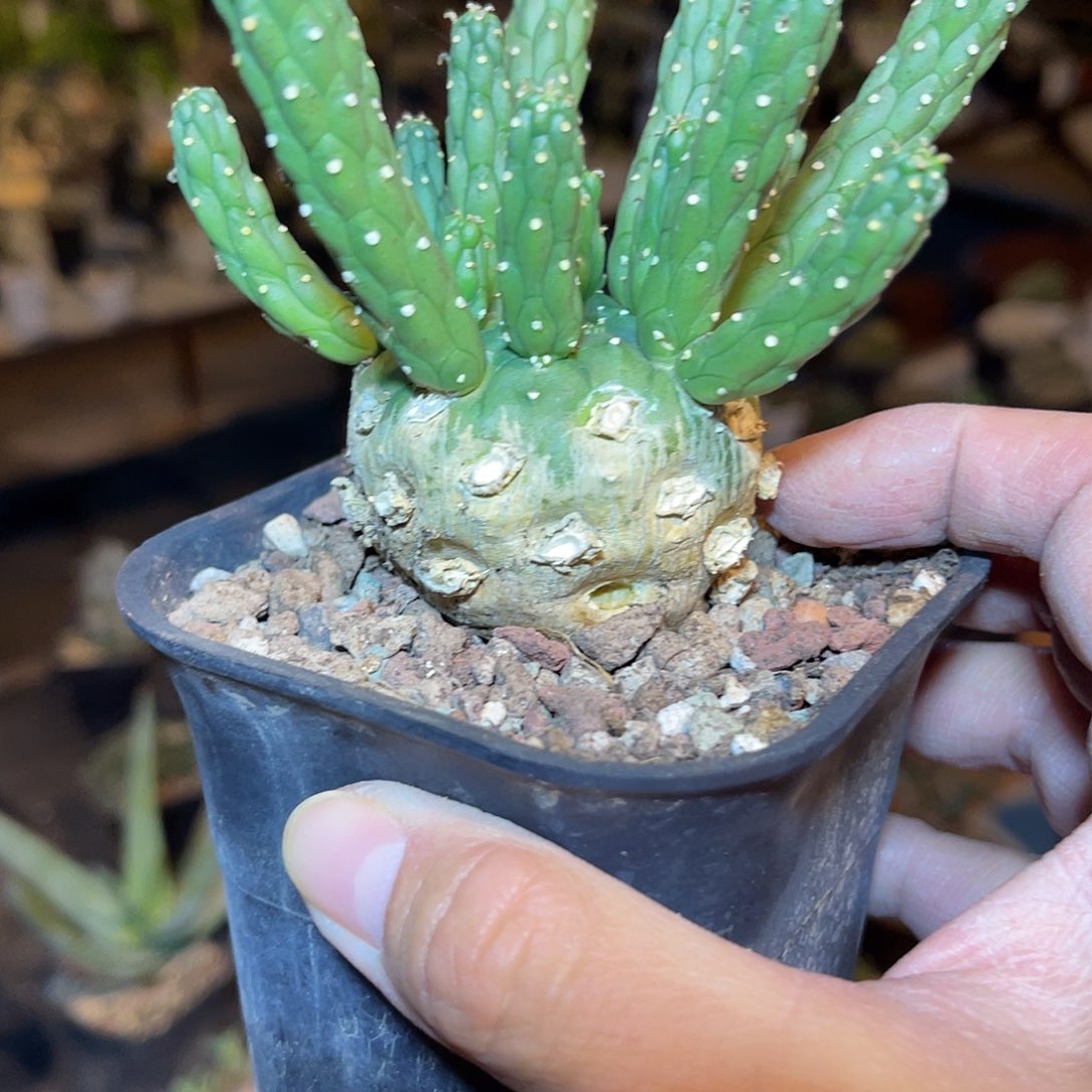 实生九头龙块根一物一拍