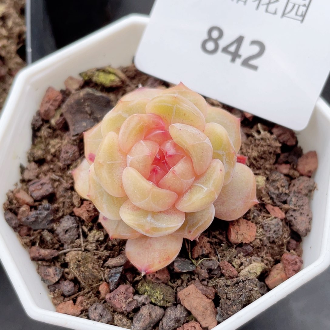 842号糖心冰心珍妮