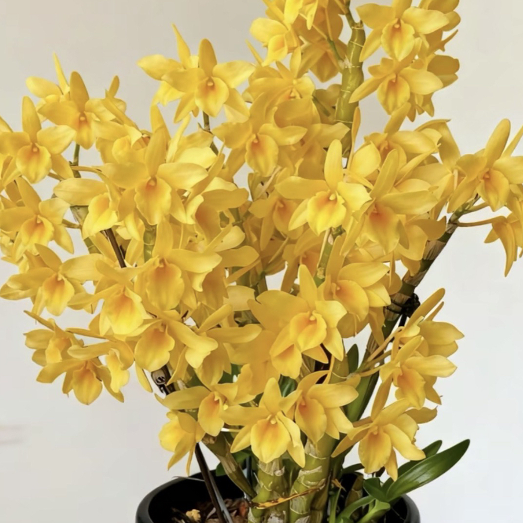 糖果鲜花石斛兰室内元气黄花卉兰花萱草花带花芽鲜花配送文心兰