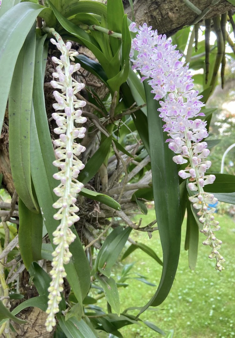 狐尾兰，爆花量大，石斛中的爆花机器，花色艳丽，晶莹剔透，花条长