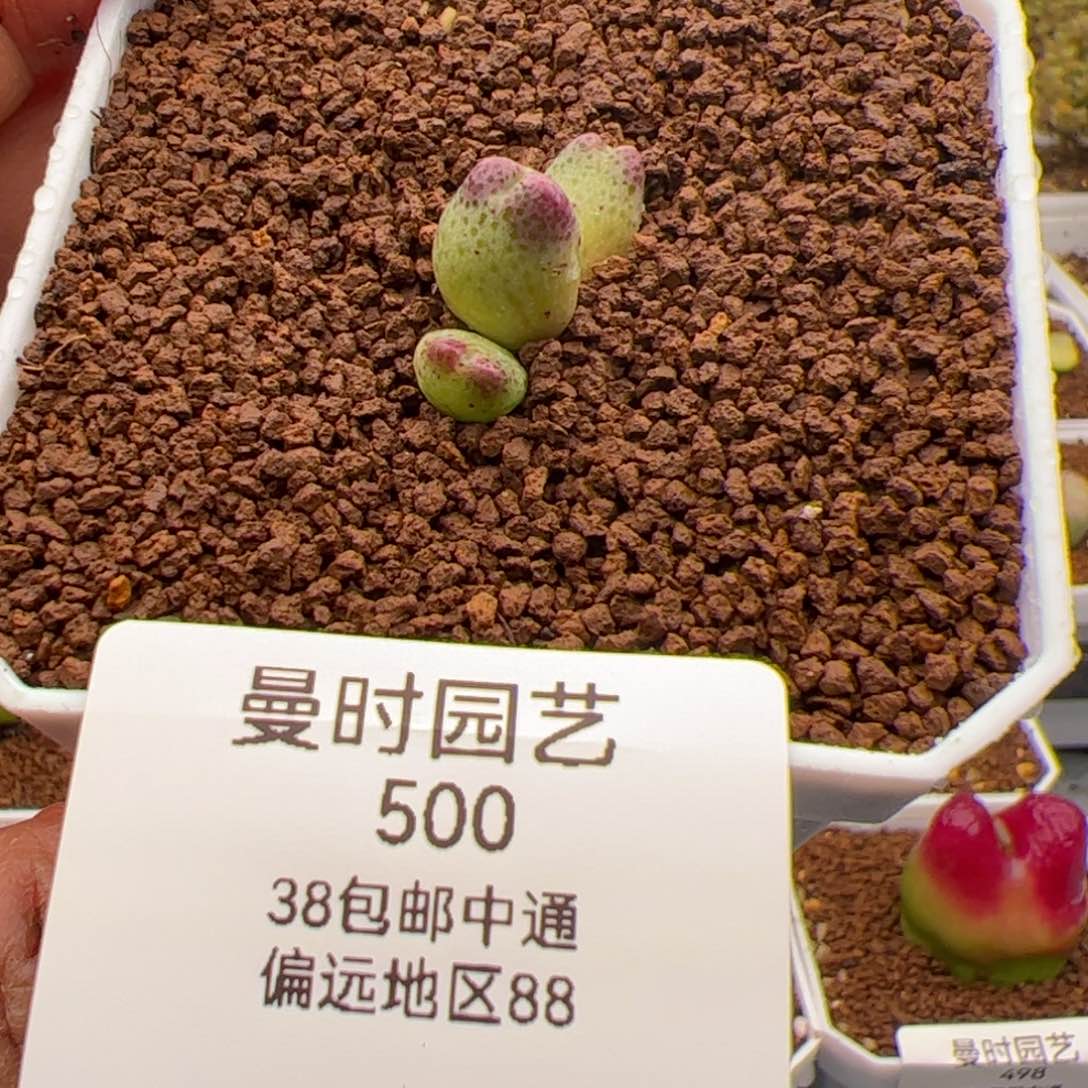 2.11杂交马多肉植物500