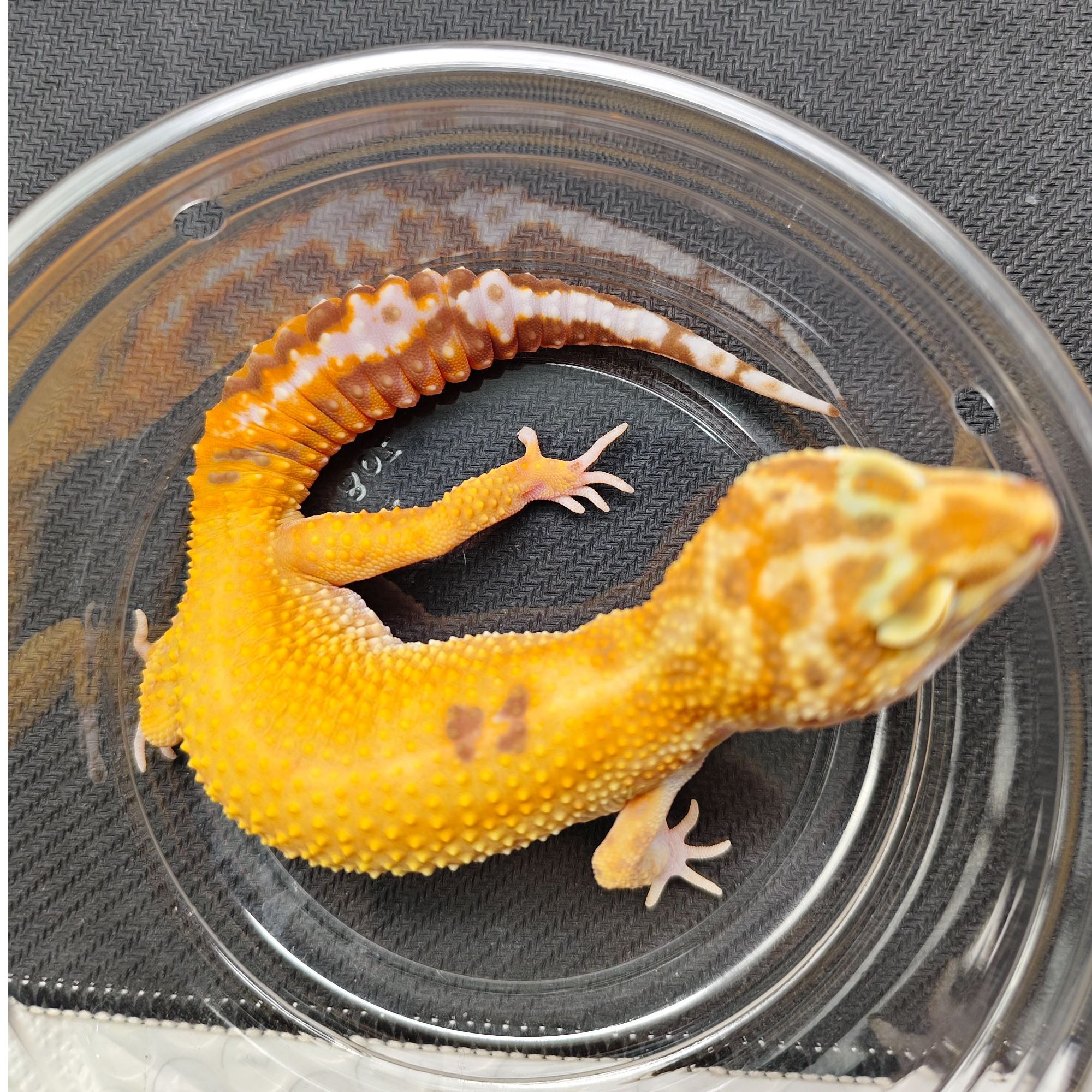 蜡笔暴龙守宫  妹妹