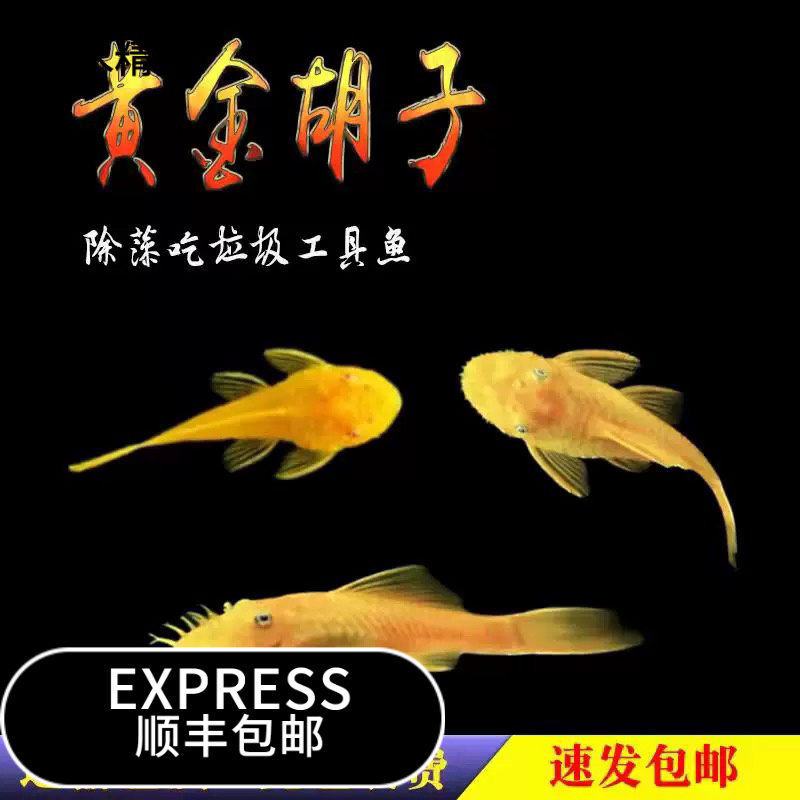 （顺丰快递）胡子鱼懒人鱼缸清道夫工具鱼除藻观赏鱼耐活好养