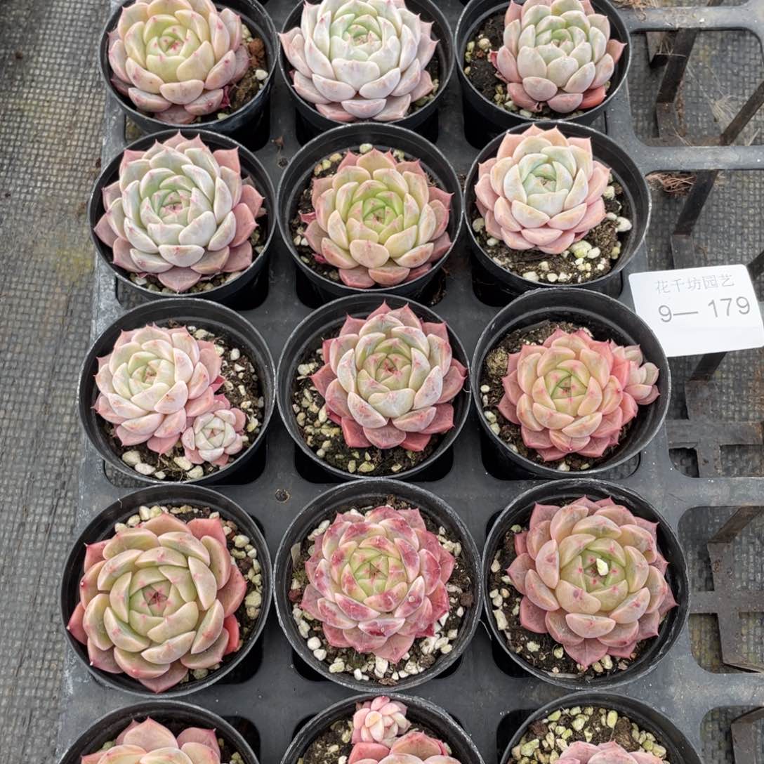 一物一拍18棵9-179