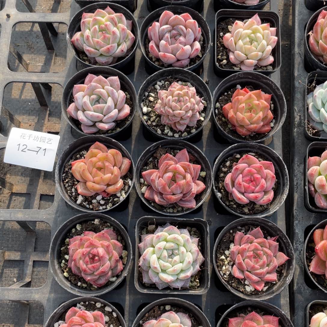 一物一拍18棵12-71