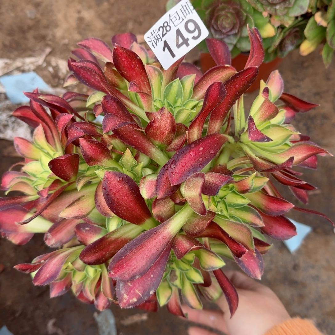 韶华丛林多肉149满28包邮断枝不包