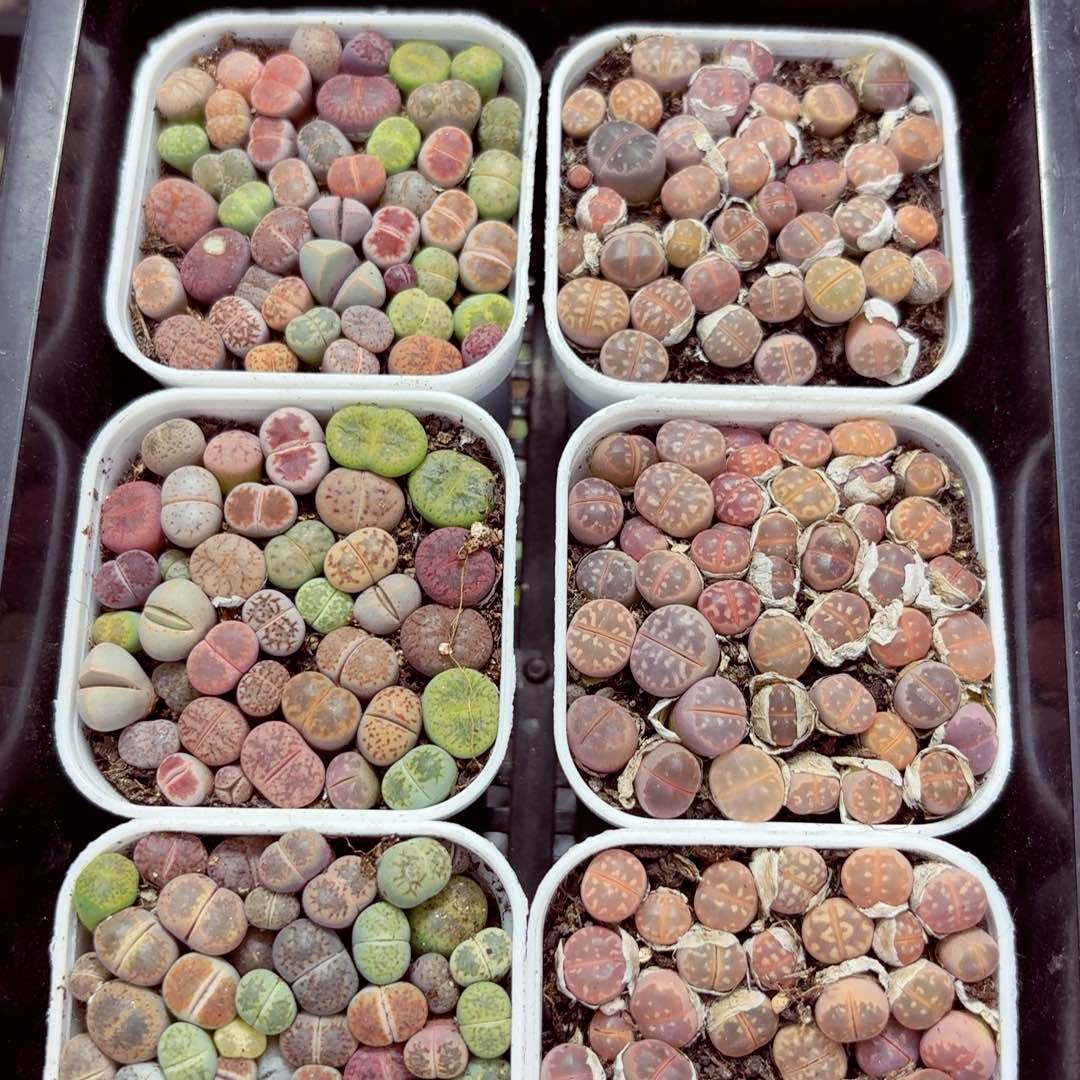8726-–零下地区需拍保温箱