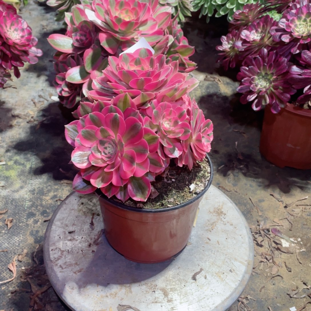 多肉植物女巫321