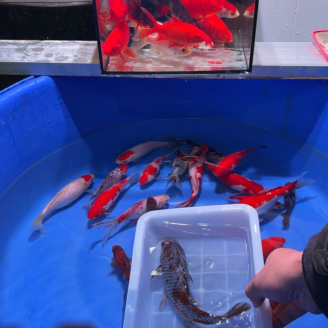 腾***业海水鱼观赏鱼福利多多啊