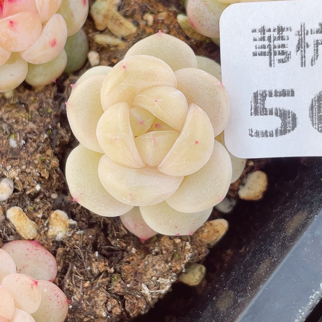 狗***板505号珍妮到家的我在等你的