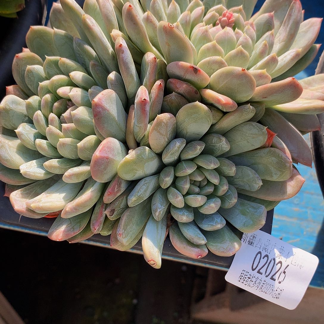 柯***芳百搭翡翠02026多肉多肉率