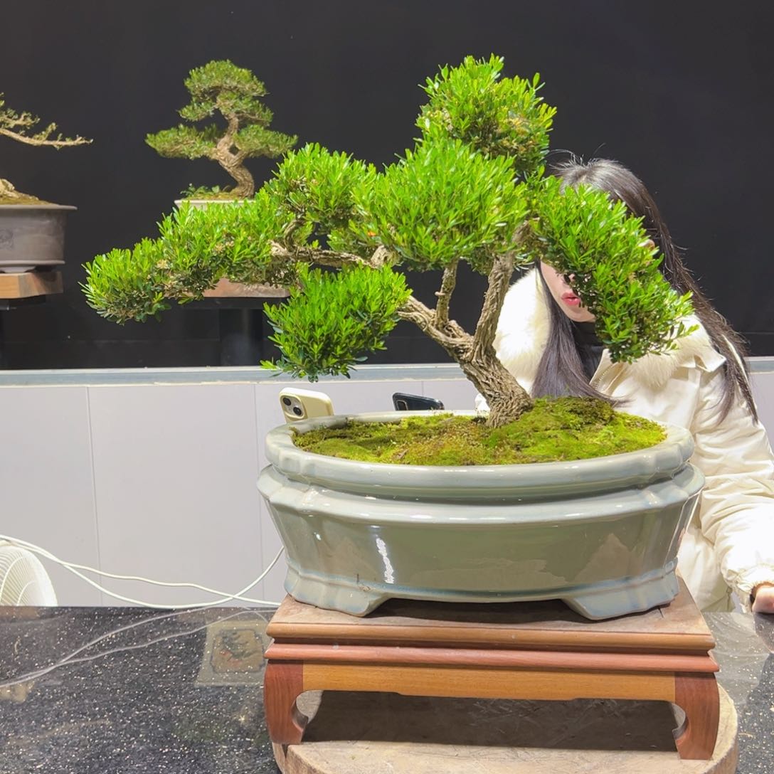 四季常青老桩黄杨盆景
