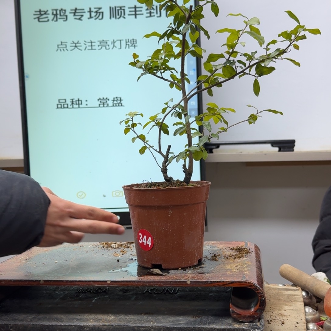 盆景不包邮顺丰到付九**绘344