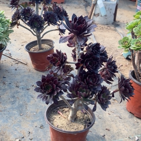 黑豆1多肉植物法师