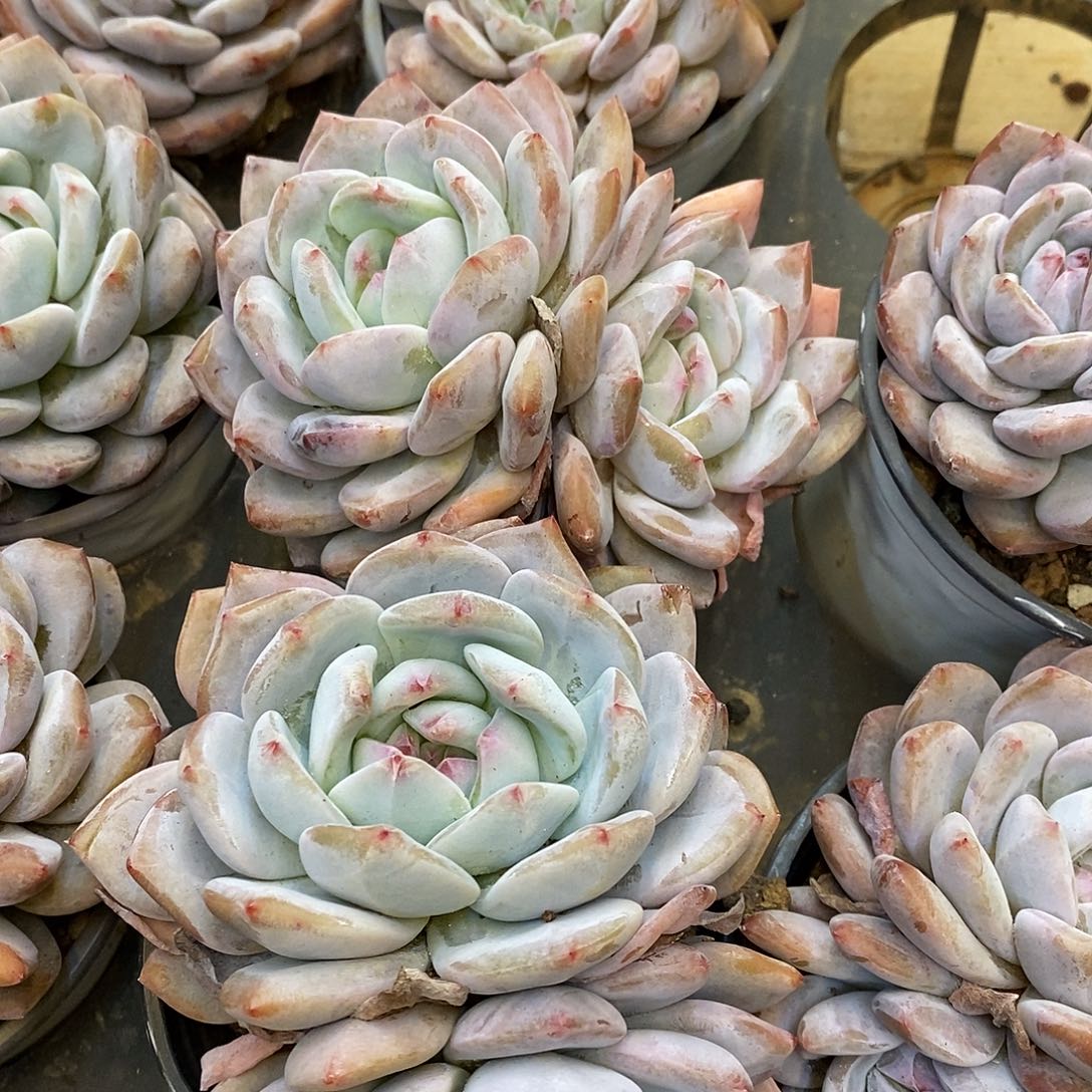 团。双头橙梦露。福利多多