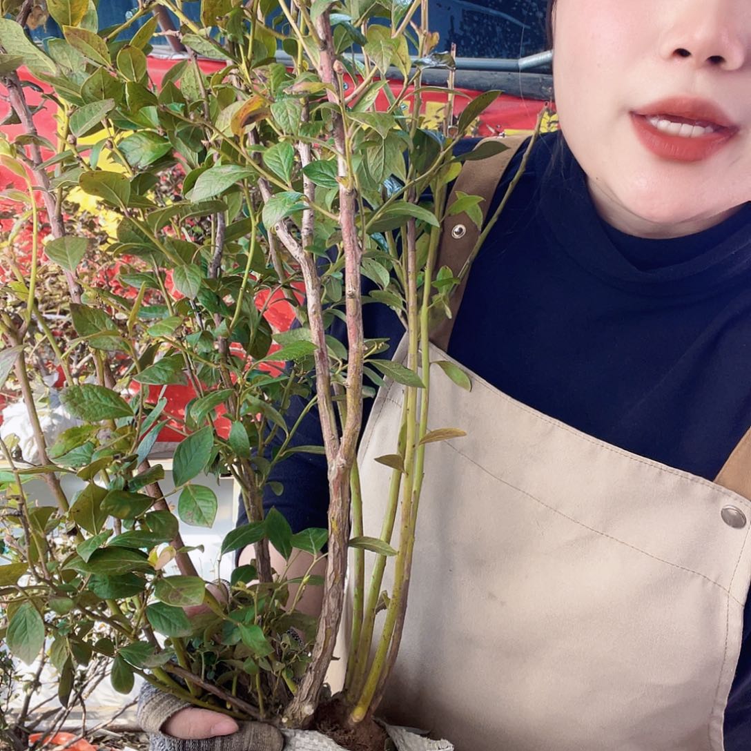 完全开放大果纯甜可口蓝莓