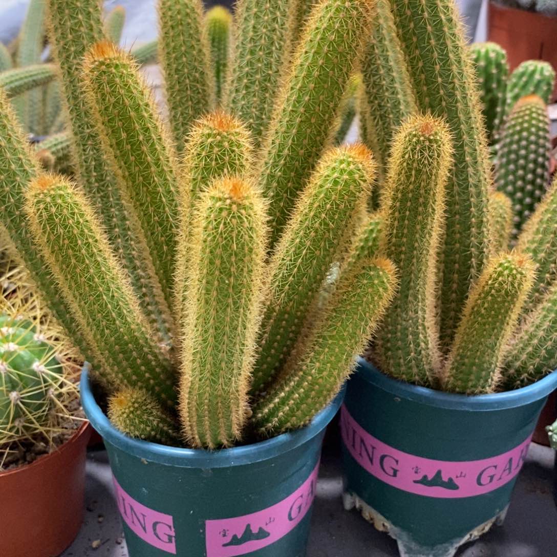 群生新品金妞摩尔紫一杯