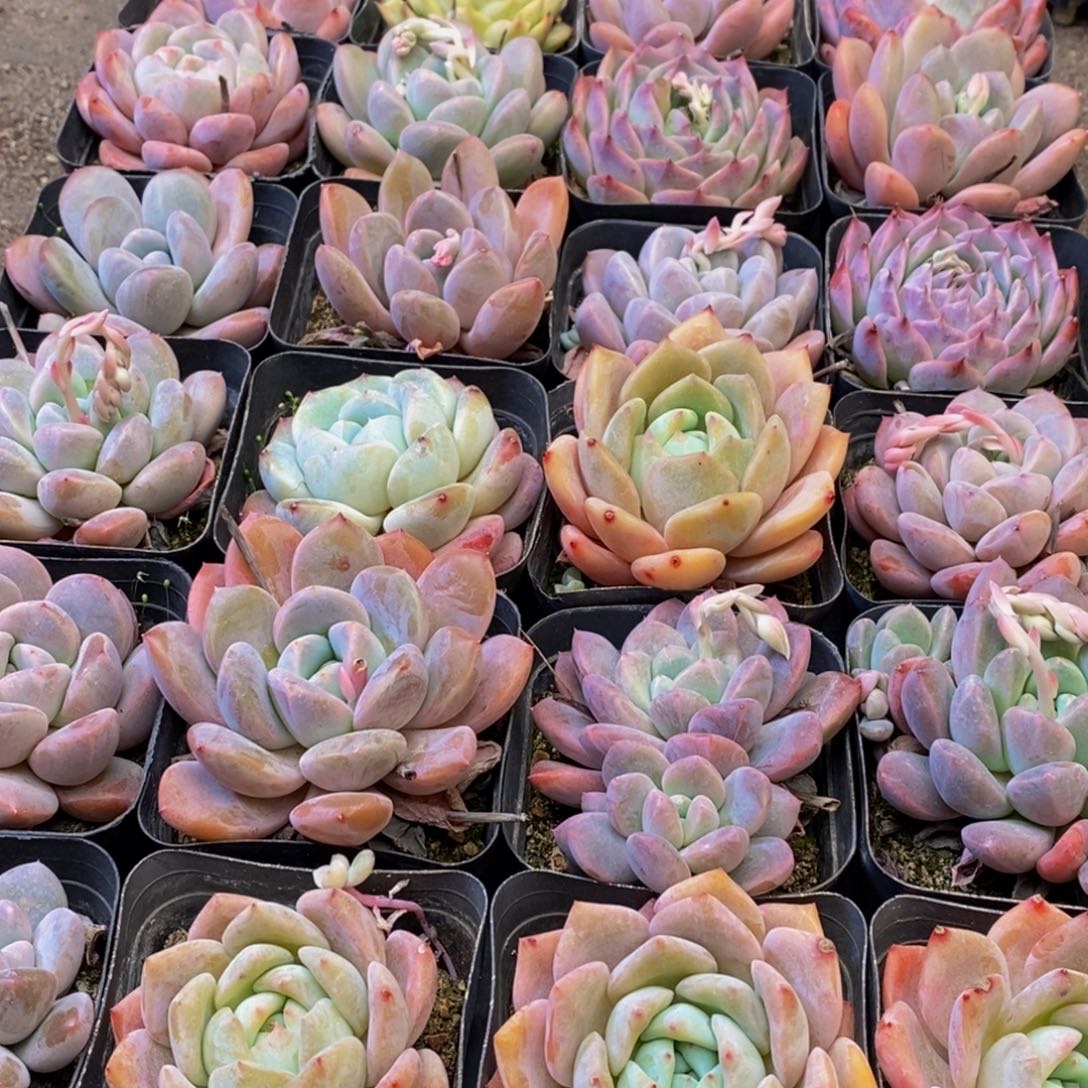 468多肉植物保护研究所所长助理