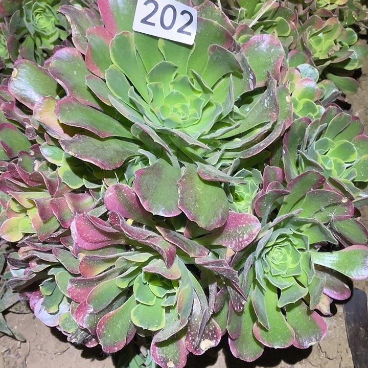 多肉植物法师202特斯拉