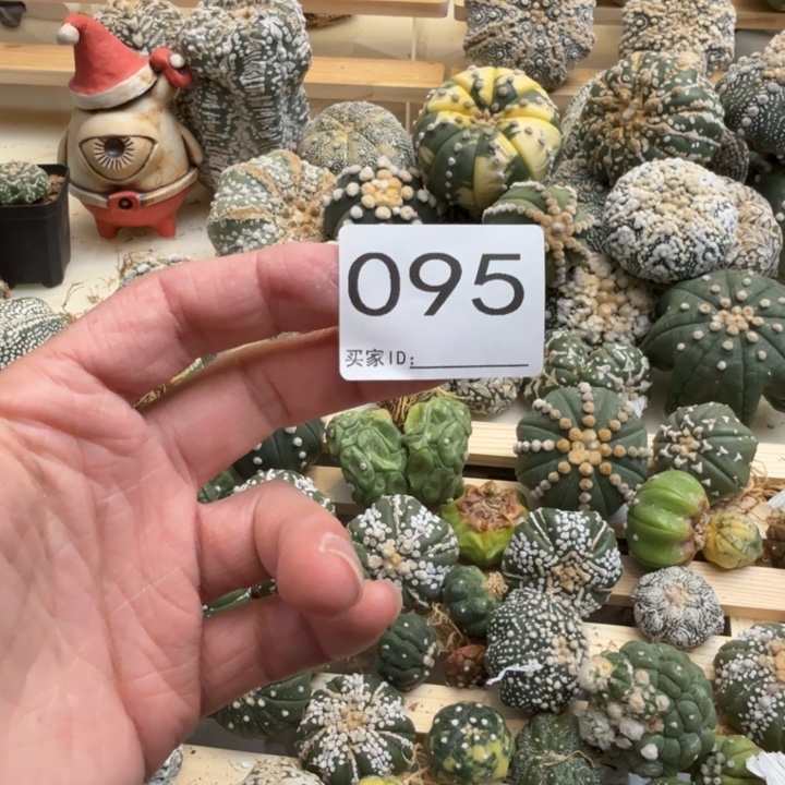 四***得兜星球仙人球095号