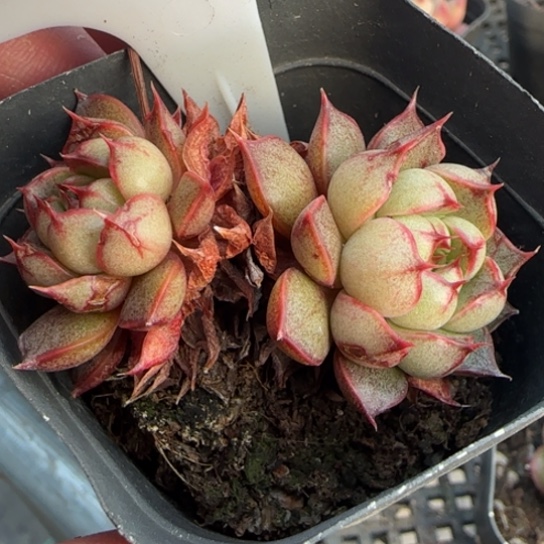 144猫眼一物一拍多肉