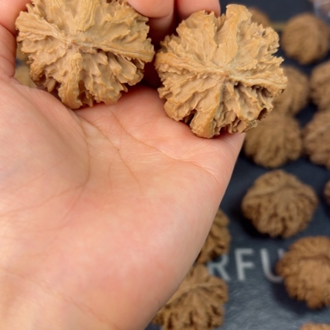 桃核吊坠秦岭山脉野生植物