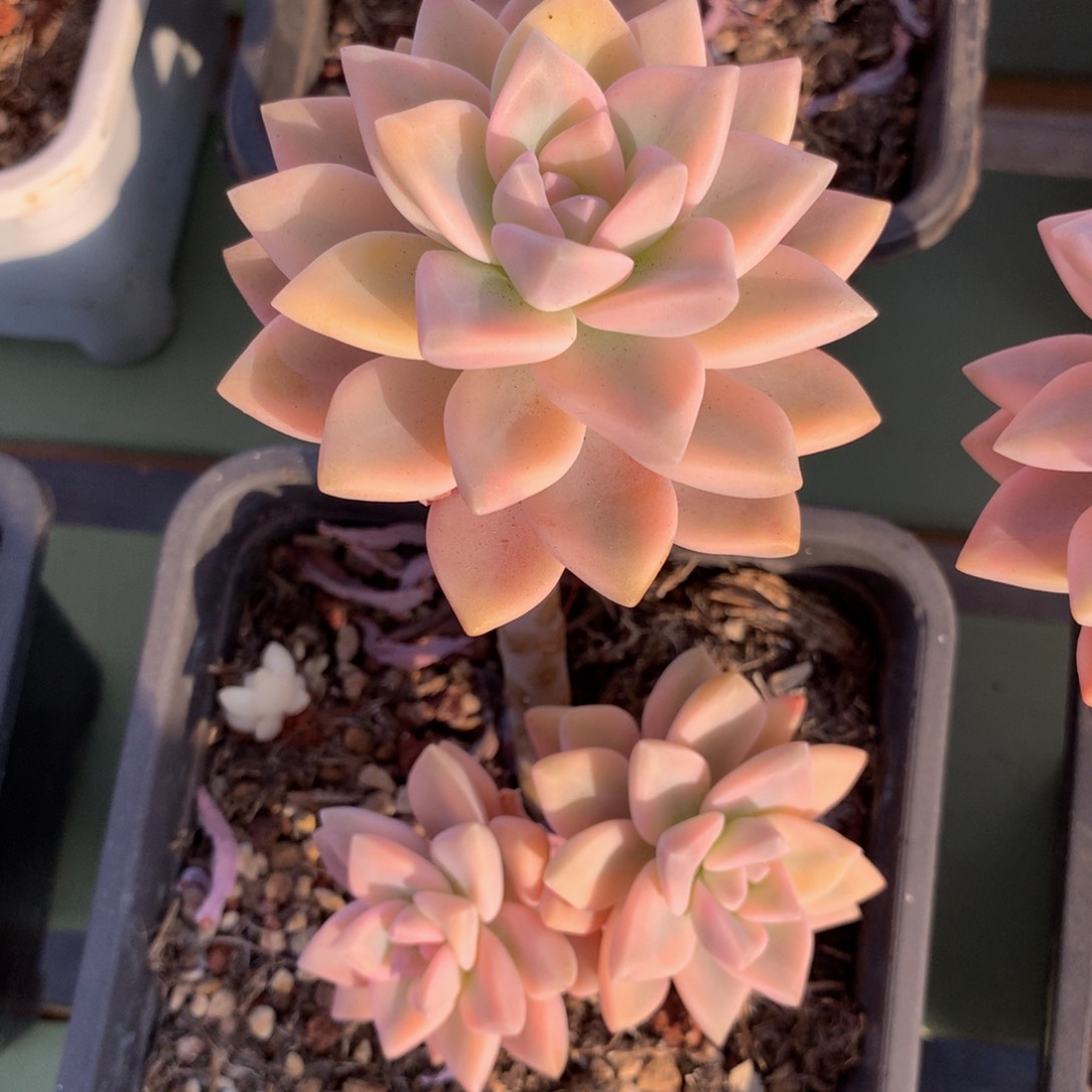 淡雪锦锦上园艺一物一拍